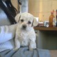 ella es la hija de mi perrita bombon la adoro me siento su abuelita